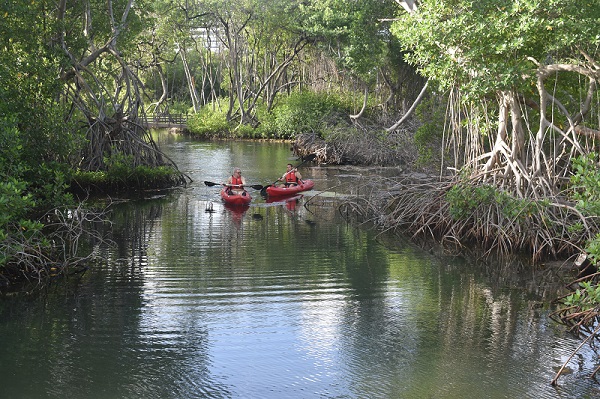 Expansion and water quality monitoring planned for Mangrove Park